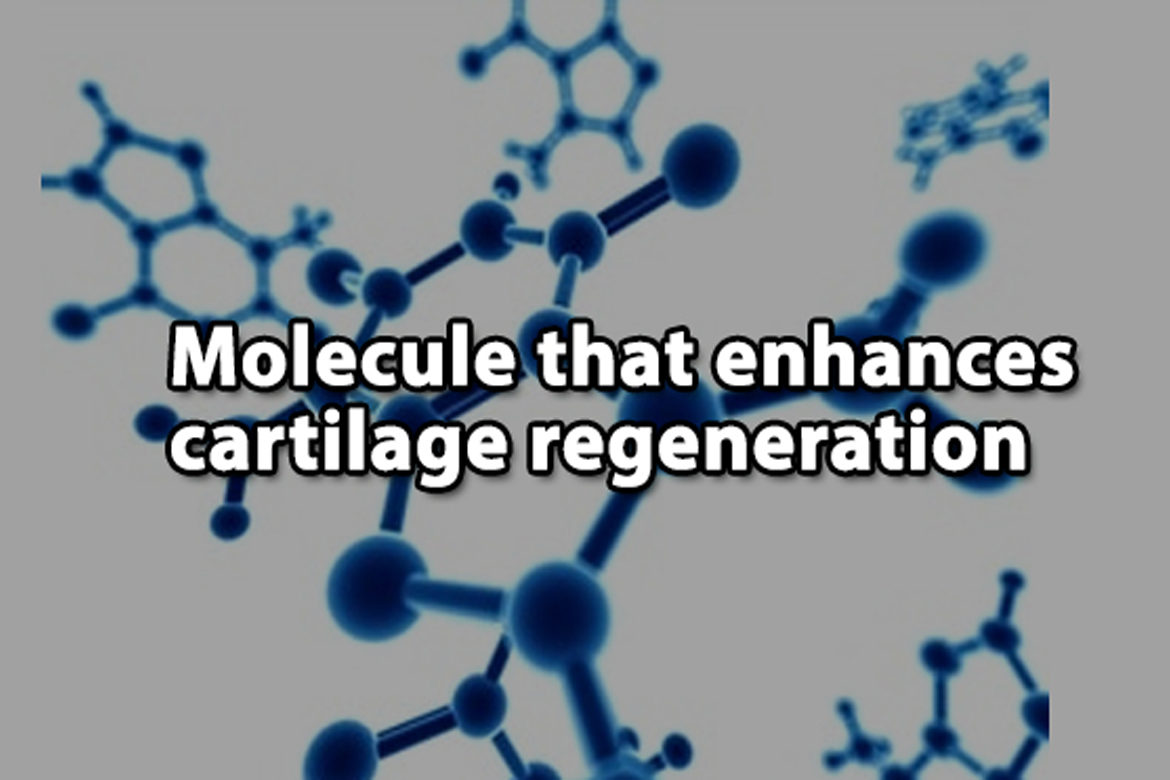 Molecule_that_enhances_cartilage_regeneration-haapy-hospital Molecule that enhances cartilage regeneration